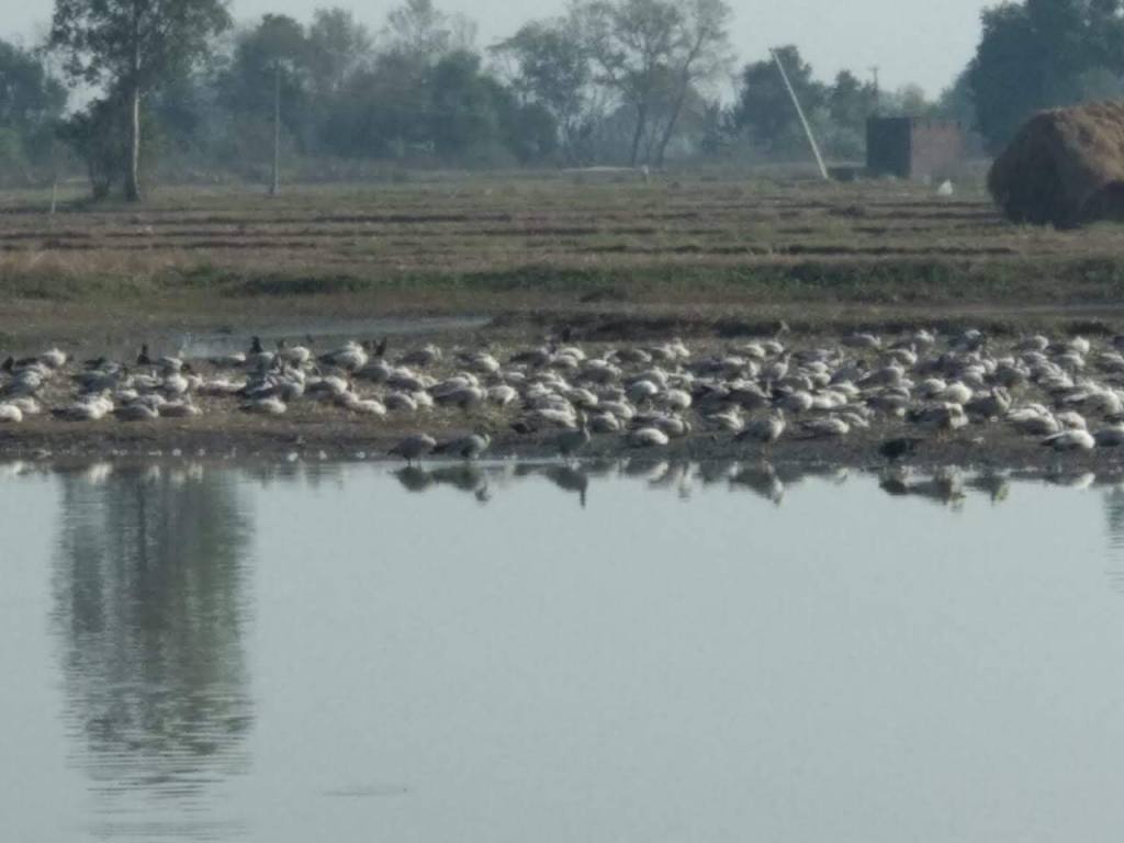 Gharana Wetlands: A Birdwatcher’s Paradise in&nbsp;Jammu